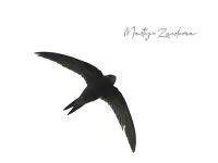 Gierzwaluwachtigen [Apodiformes]